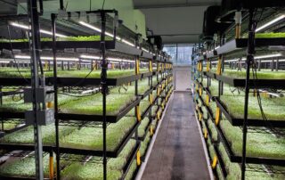 Éclairage phytosanitaire pour l’horticulture en environnement contrôle