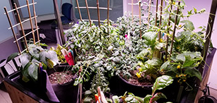 Éclairage phytosanitaire pour l’horticulture