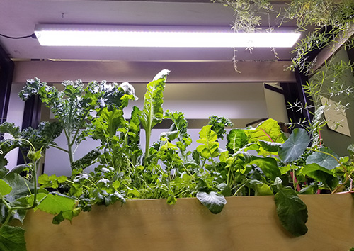 Phytosanitary lighting for horticulture