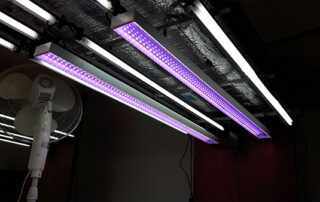 disinfection with LED light